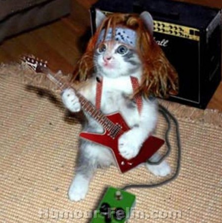 tro drole le chat
